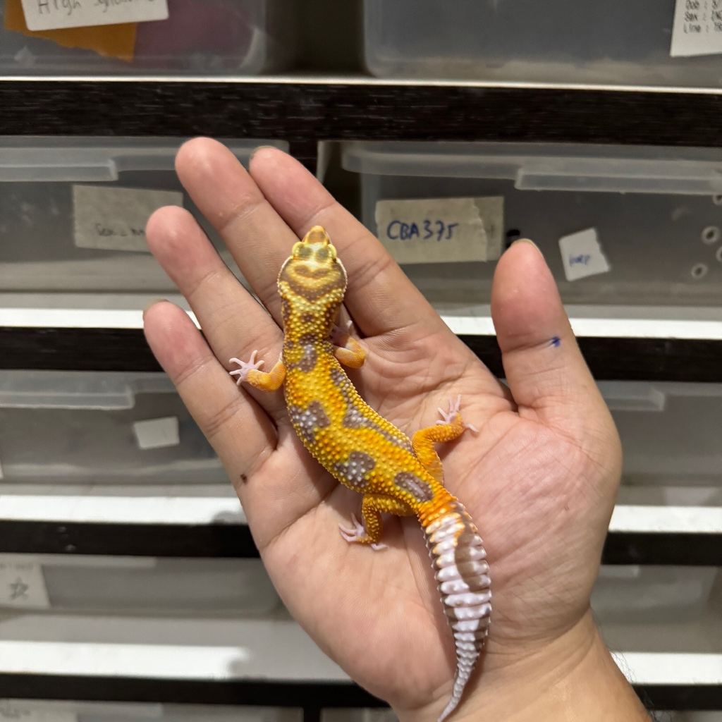 TREMPER EMERINE JUNGLE RS LINE BETINA CBB291 Mainan Anak Lucu Jinak Gecko Geko Leopard Gecko