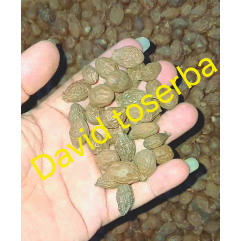 

Buah tempayang buah semangkuk berat 1 kg