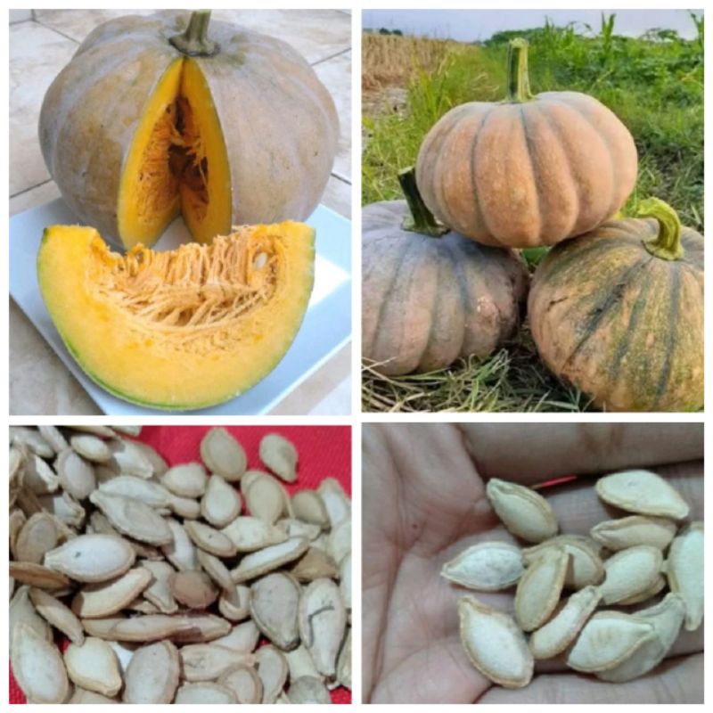 

Biji labu kuning kemasan per 10 biji