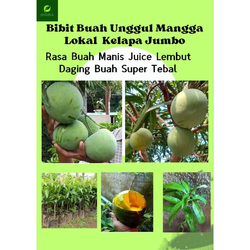 Tanaman Buah Mangga Kelapa Batang Besar Ukuran 1 Meteran Asal Sulawesi Utara Okulasi Cepat Berbuah C