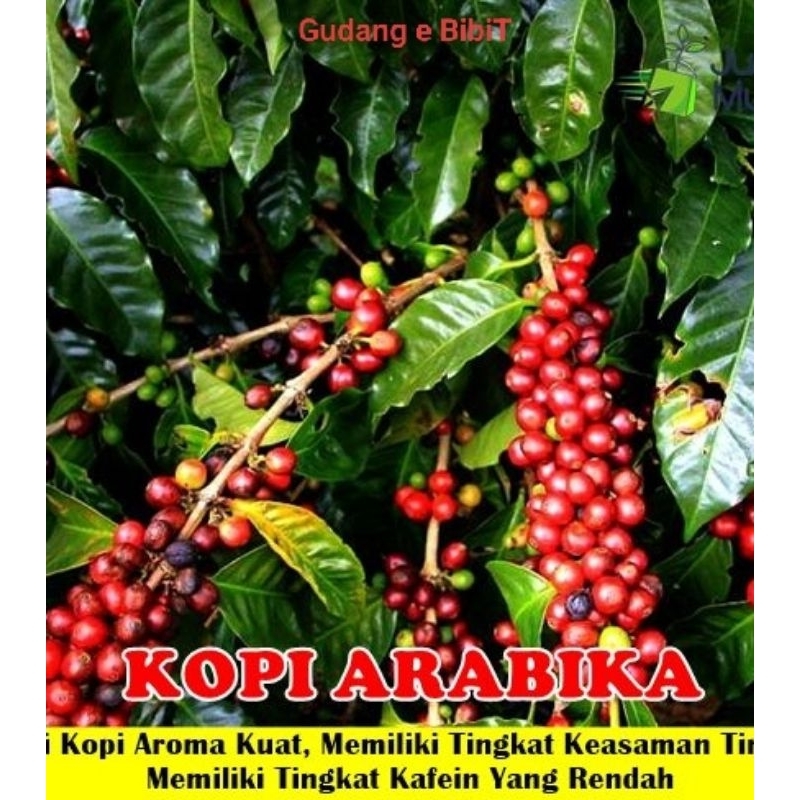 Bibit Kopi Arabica Murah