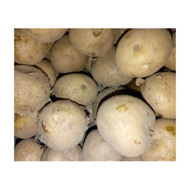 

kentang Dieng super 500 gram