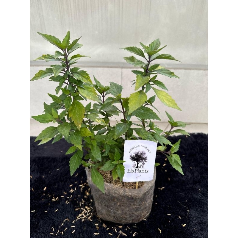 PAKET 2 TANAMAN HIAS KEMBANG SEPATU & MIANA