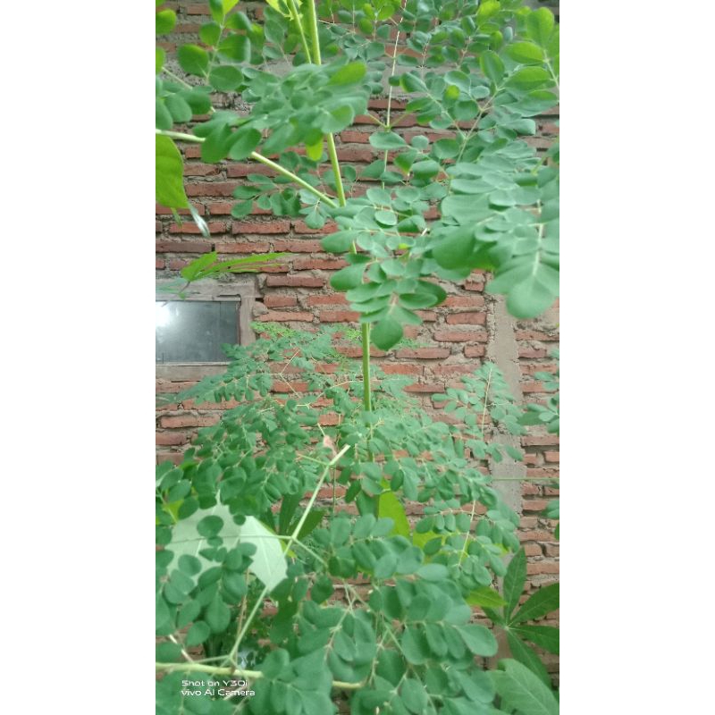 

Daun kelor segar