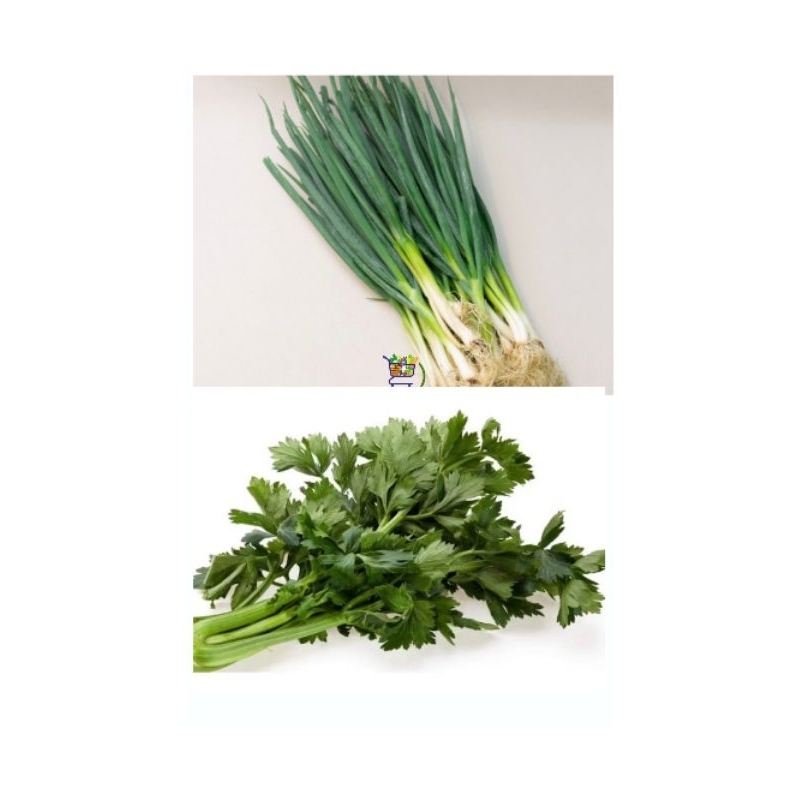 

Daun bawang sledri campur/daun bawang seledri campur per pack