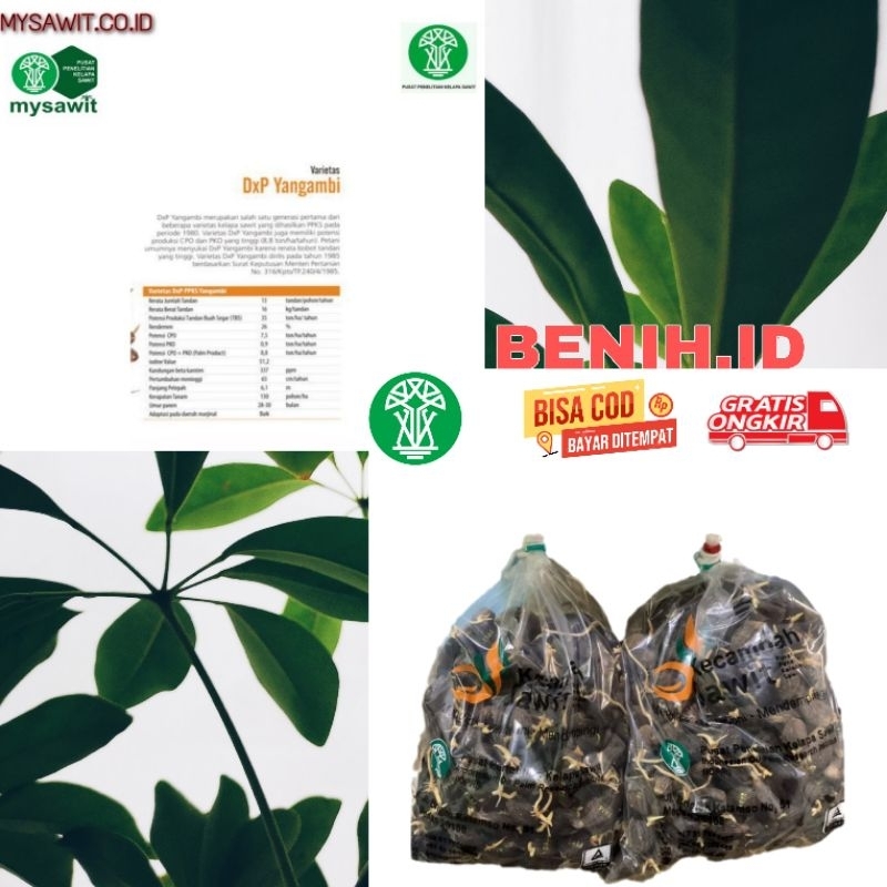 BIBIT SAWIT UNGGUL VARIETAS PPKS YANGAMBI ISI 250 BUTIR