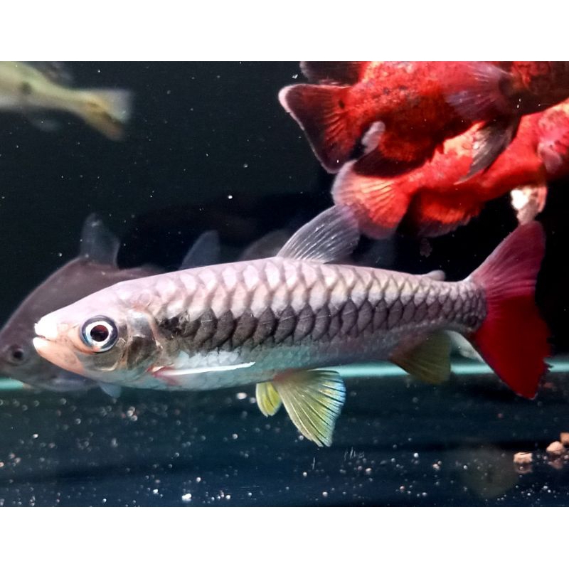 ikan hias pinktail/ikan hias air tawar pinktail/ikan hias pinktail jumbo
