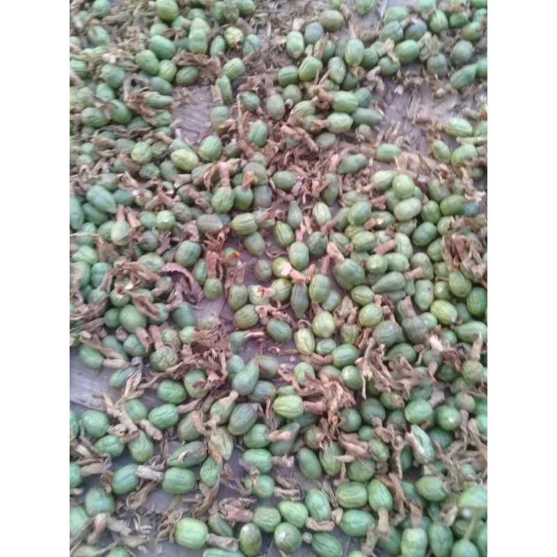 

buah lengkuas/buah laja kering