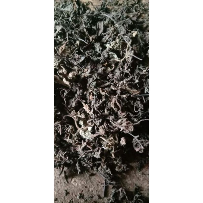 

TERMURAH!!! DAUN CINCAU HITAM | JANGGELAN KERING | BAHAN CINCAU HITAM SUPER 1kg