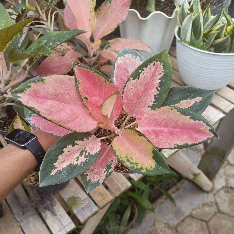 aglonema red kochin jumbo