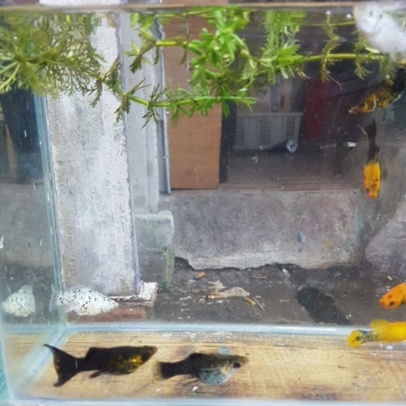 black molly , marble , golden , molly balon isi 12