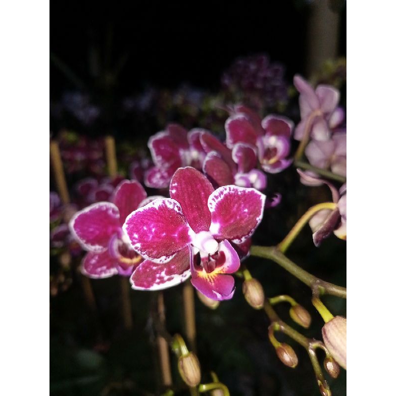 anggrek bulan premium ungu bercak putih phalaenopsis hybrid bunga mini kondisi knop mekar