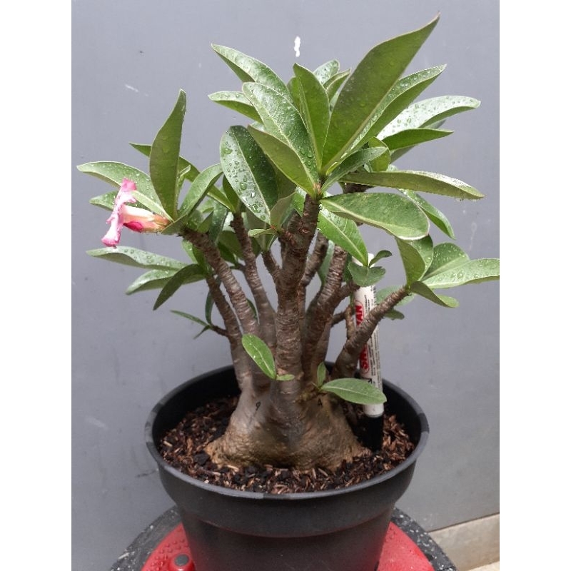 Adenium NSDD × GB 4