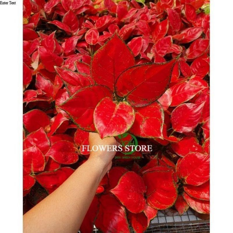 BIBIT TANAMAN HIAS AGLONEMA RED ANJAMANI-ANAKAN AGLONEMA RED ANJAMANI