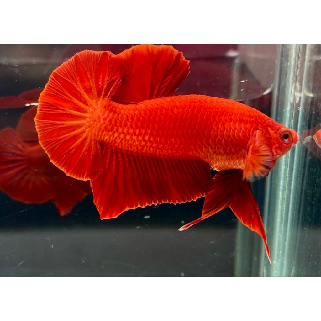 HM super red- Super red grade A- SUPER RED SOLID