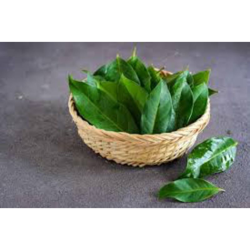 

daun salam hijau asli segar