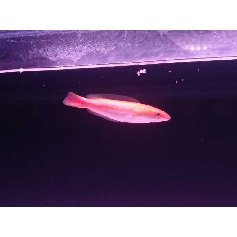 Toman Xanthic Size 20cm
