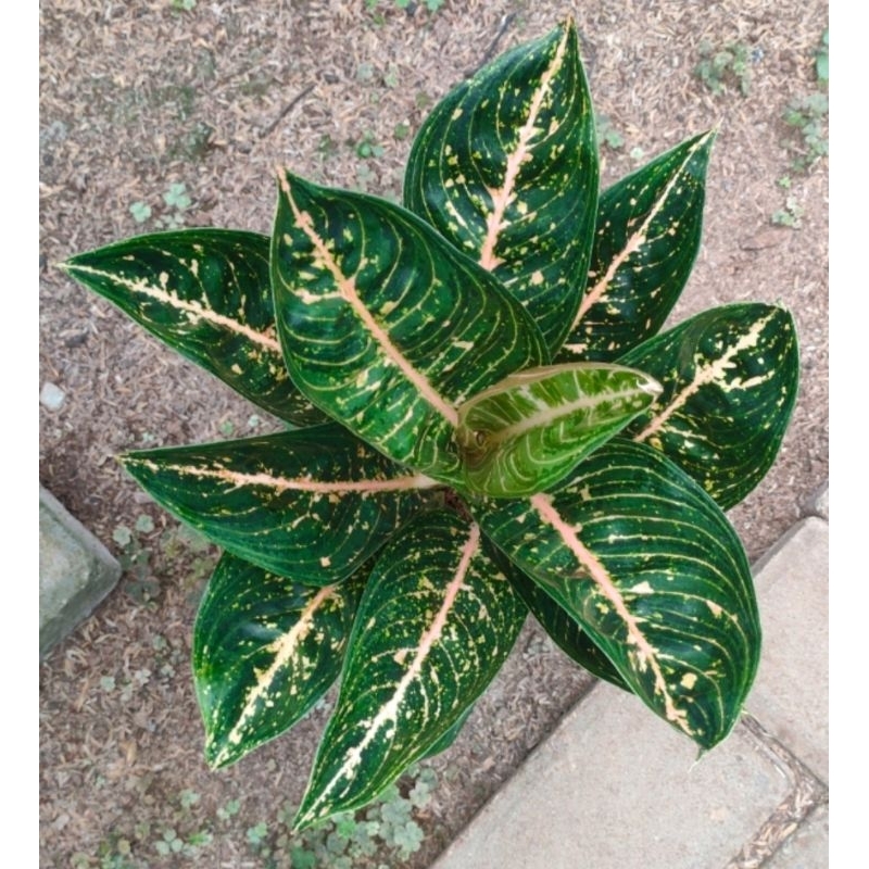 Aglaonema Widuri Black Pink