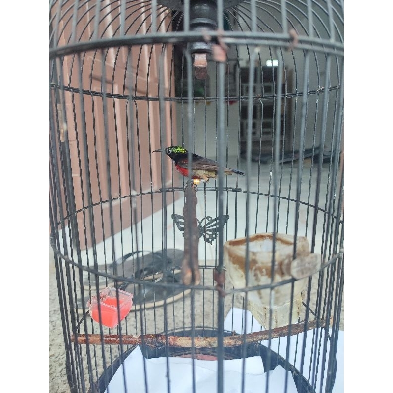 burung konin gacoran