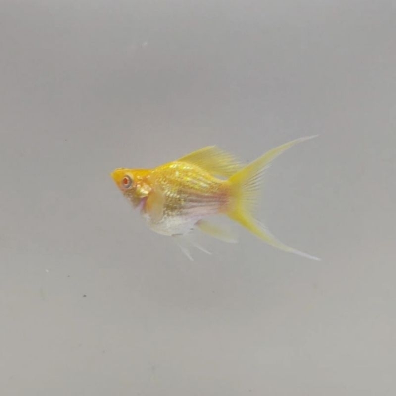 Molly albino gold cocok untuk aquascape