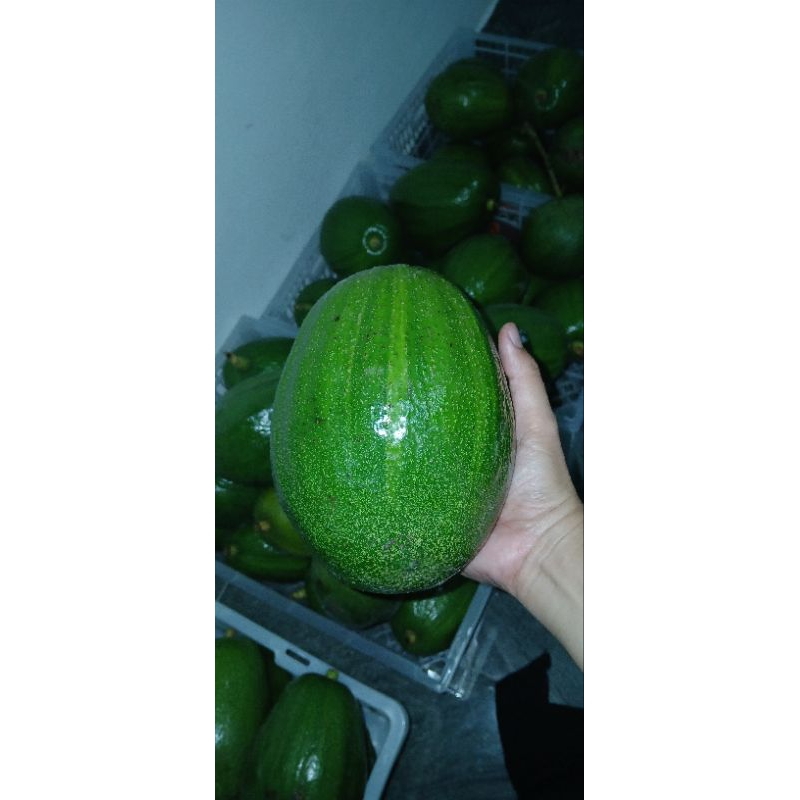 

Alpukat Kendil 1kg isi 1-2bh