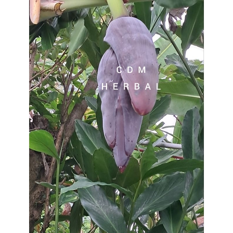 

bunga pisang batu atau kulutuk buat bikin sayuran