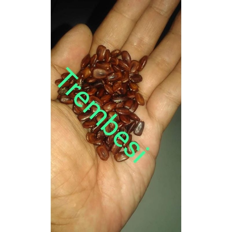 

Biji trembesi super 1 kg