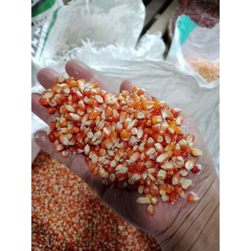 

jagung kering kristal unyil