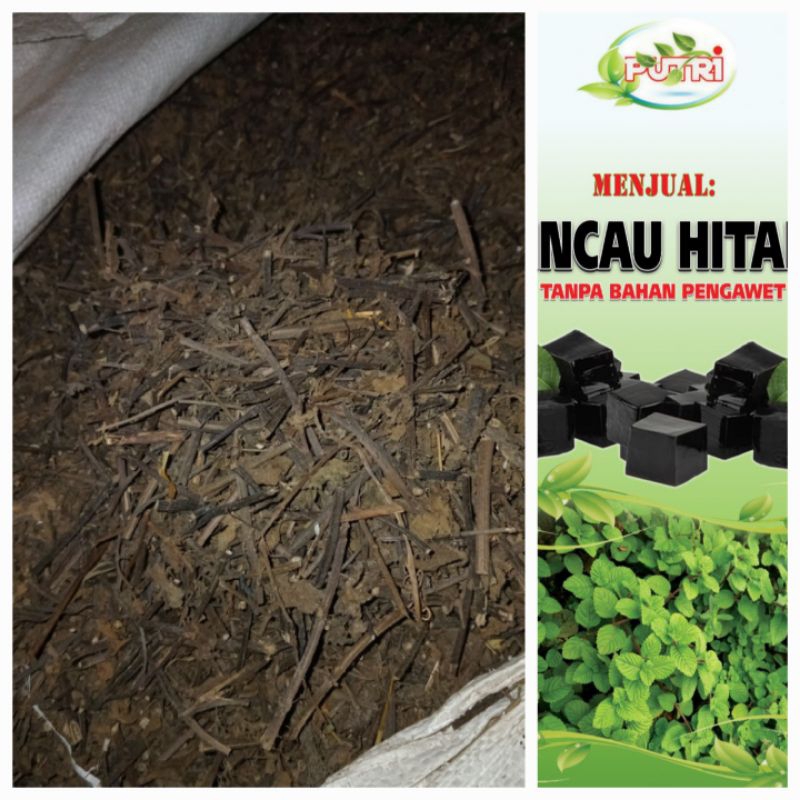 

bahan cincau hitam