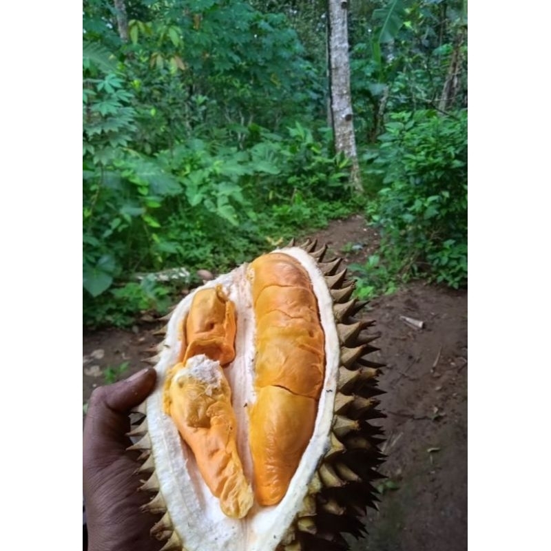 

DURIAN JENIS KUNING EMAS