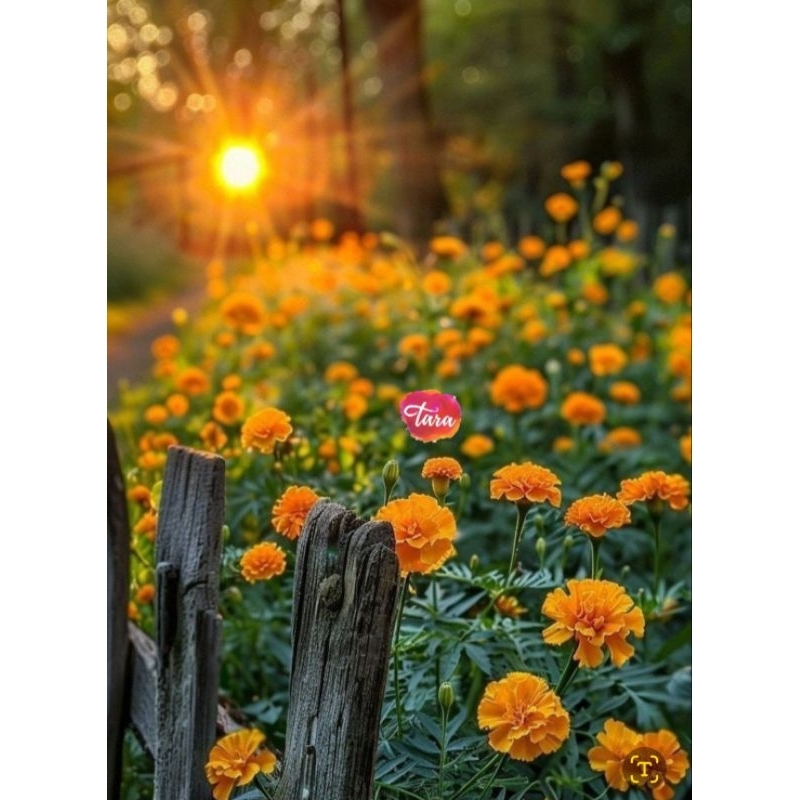 Benih Biji Bunga Marigold (100 biji)/ Marigold Flower Seeds/Bunga Tai Ayam/Bibit  Suyok