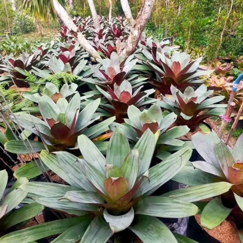 [ TERMURAH SIZE DEWASA ] TANAMAN HIAS BROMELIA GIANT / BROMELIA BESAR / BROMELIA JUMBO / MERAH RED /