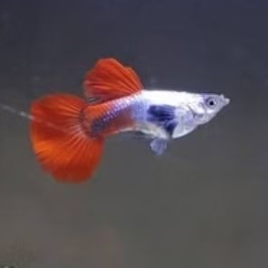hiasan aquarium guppy PRTDE albino