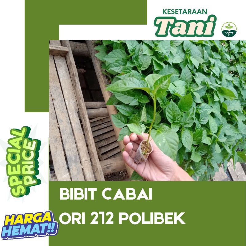

Cabai ori 212 (paket combo isi 21)