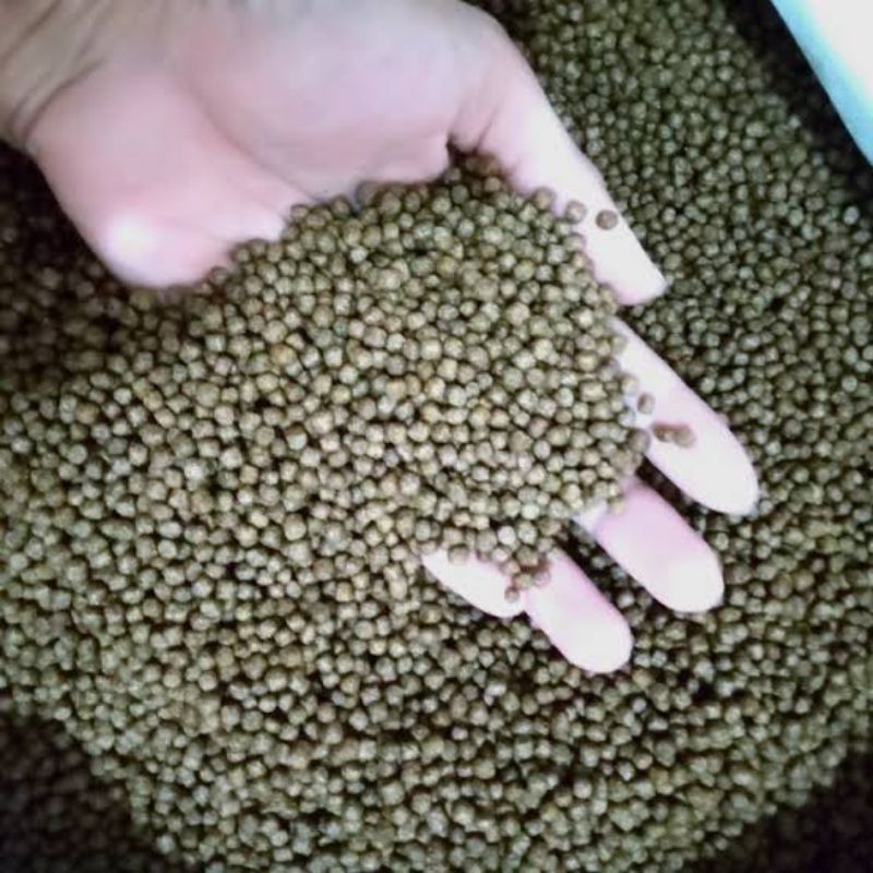 Pakan ikan protein 31% Koi lele 500gr