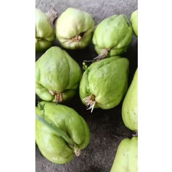 

paket 5 bibit / benih labu siam siap tanam