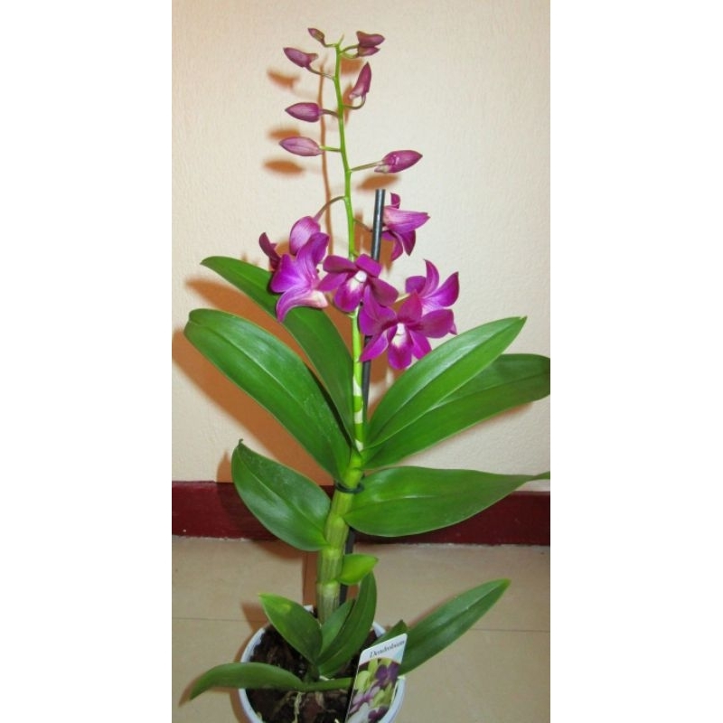 Tanaman hias Anggrek dendrobium - Anggrek dendrobium - Anggrek bunga ungu - Pohon anggrek
