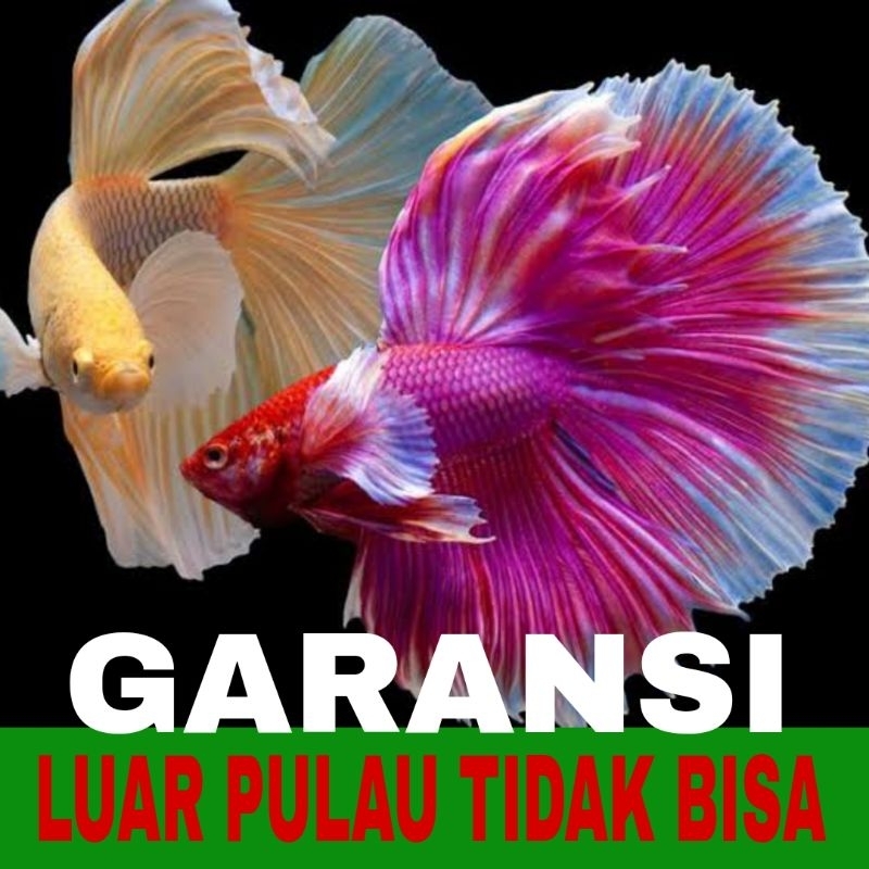 ikan cupang halfmoon sz L isi 10 bergaransi