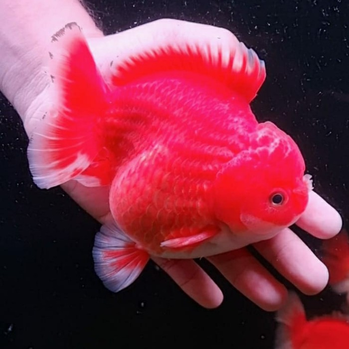 BELI 4 BONUS 1 - oranda short tail gendut / ikan mas koki bagong short tail