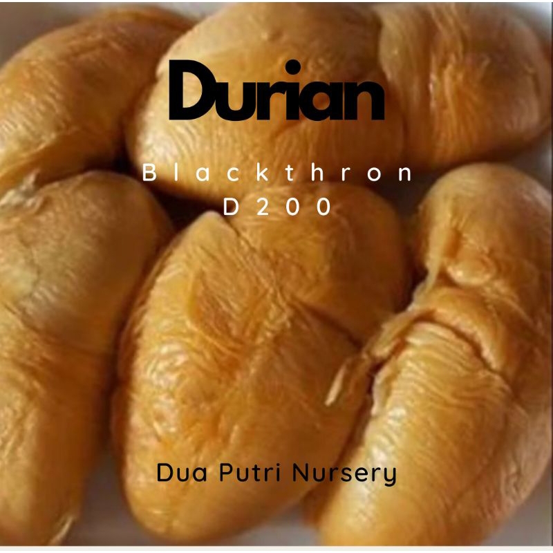 Bibit Durian Duri Hitam Blackthron Oche D200 Valid