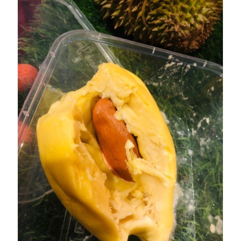 

Montong kane palu singaraja premium