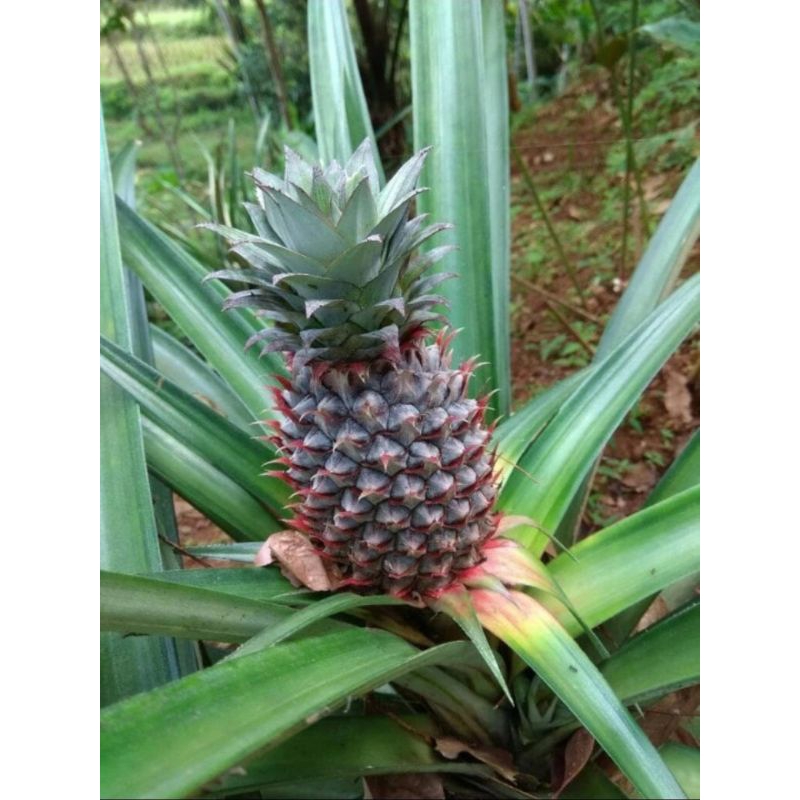 

BUAH NANAS MUDA FRESH