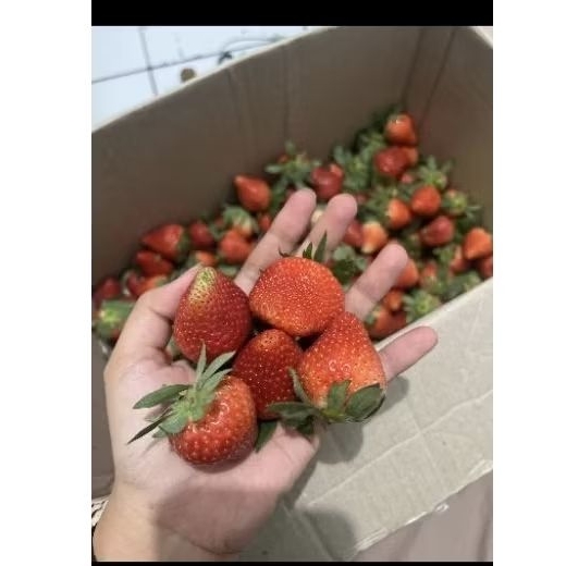 

strawberry pilihan premium per kg