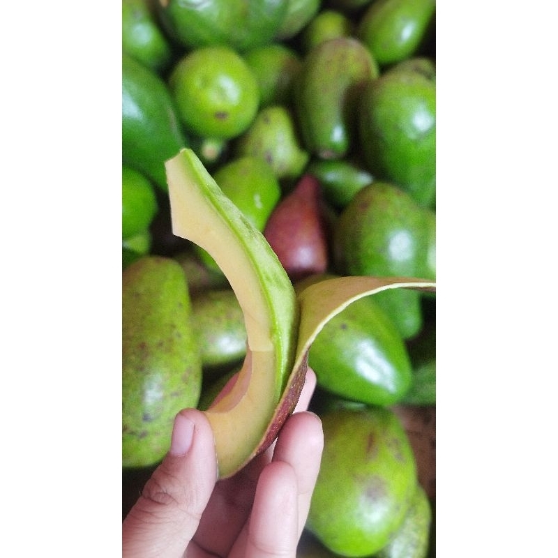 

Alpukat Mentega Lokal