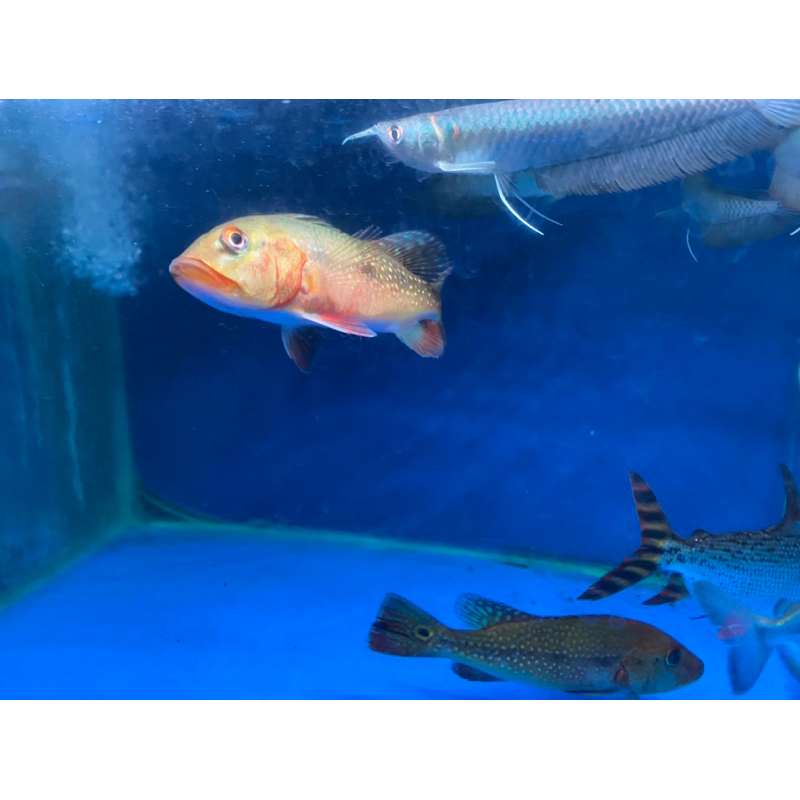 Pbass Fogo Merah Merona ukuran 16-18 cm.