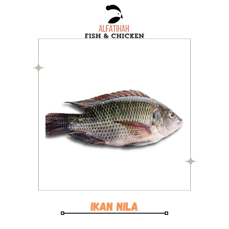 

Ikan Nila Segar| Nila Hidup