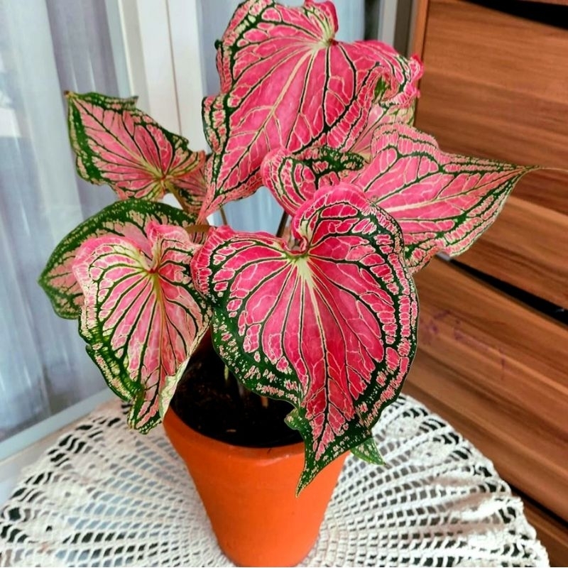 (Bisa COD)Tanaman Hias Keladi Thai Series Red Batik /Bunga Hias Caladium Murah Merah BUKAN BONGGOL T