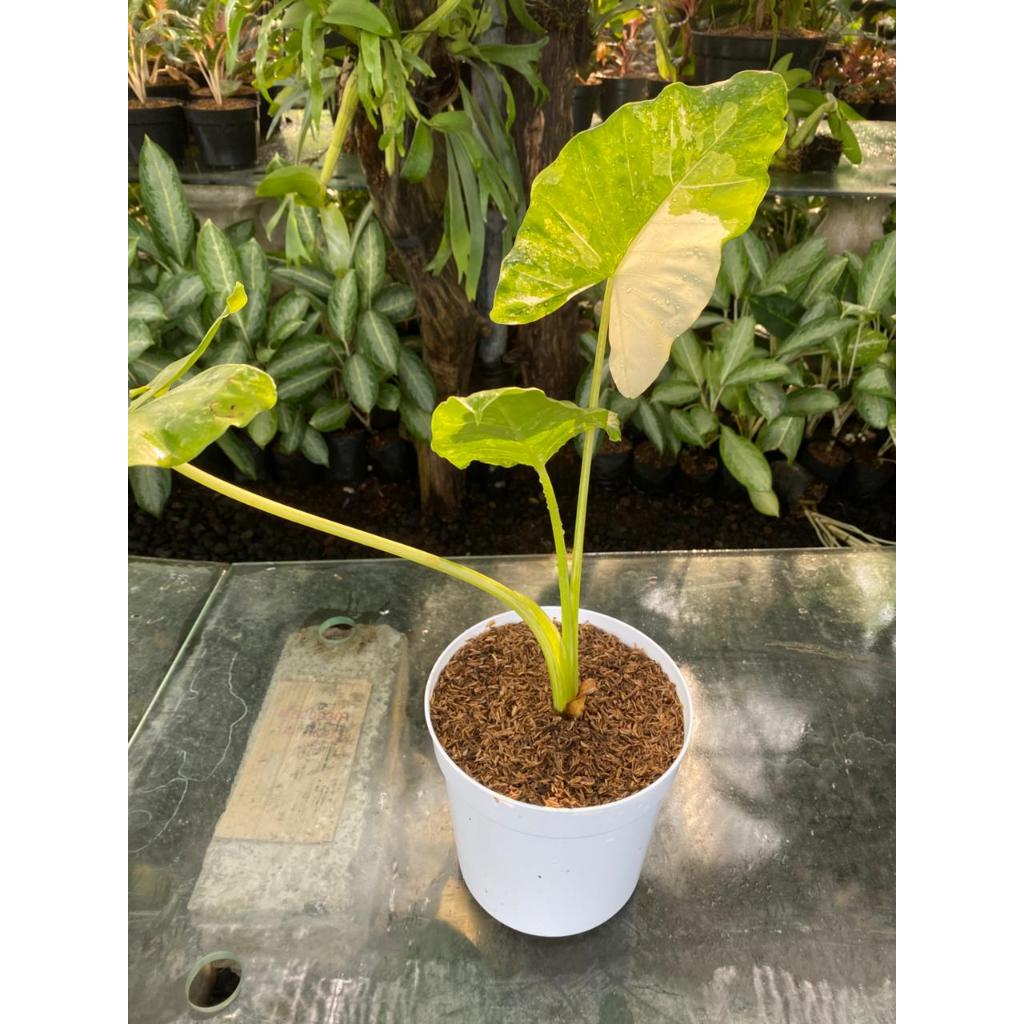 Tanaman hias talas varigata + pot