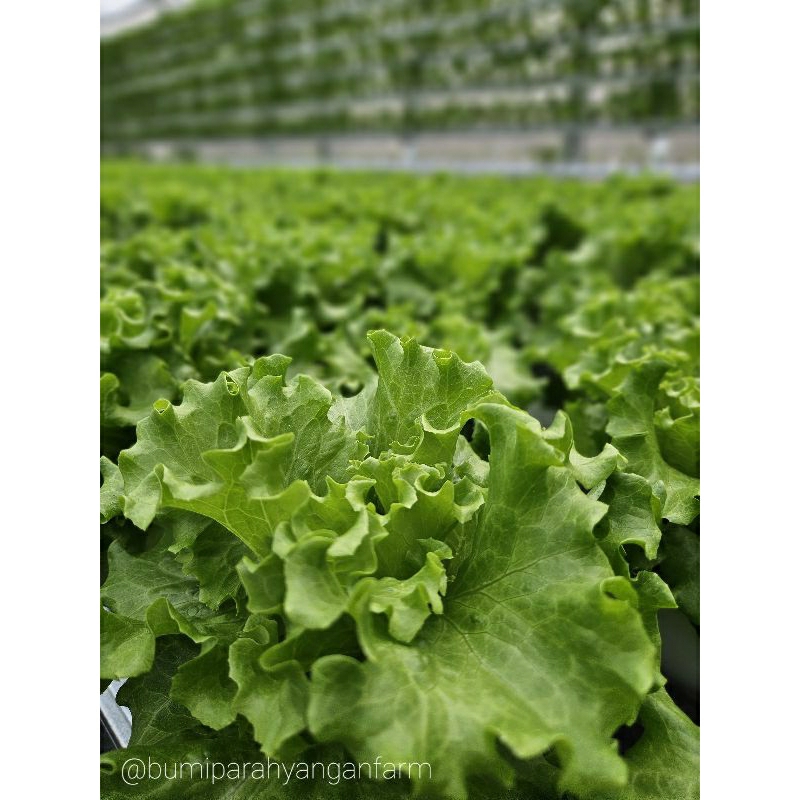 

Selada Keriting (Curly Lettuce) Hidroponik 1Kg