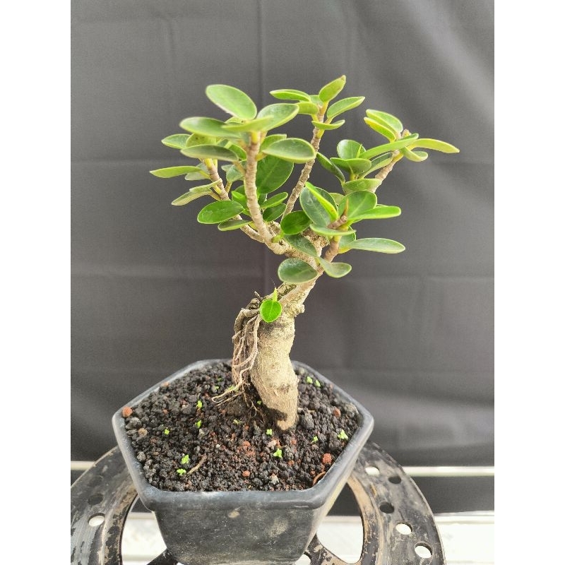 Bonsai Ficus Dolar